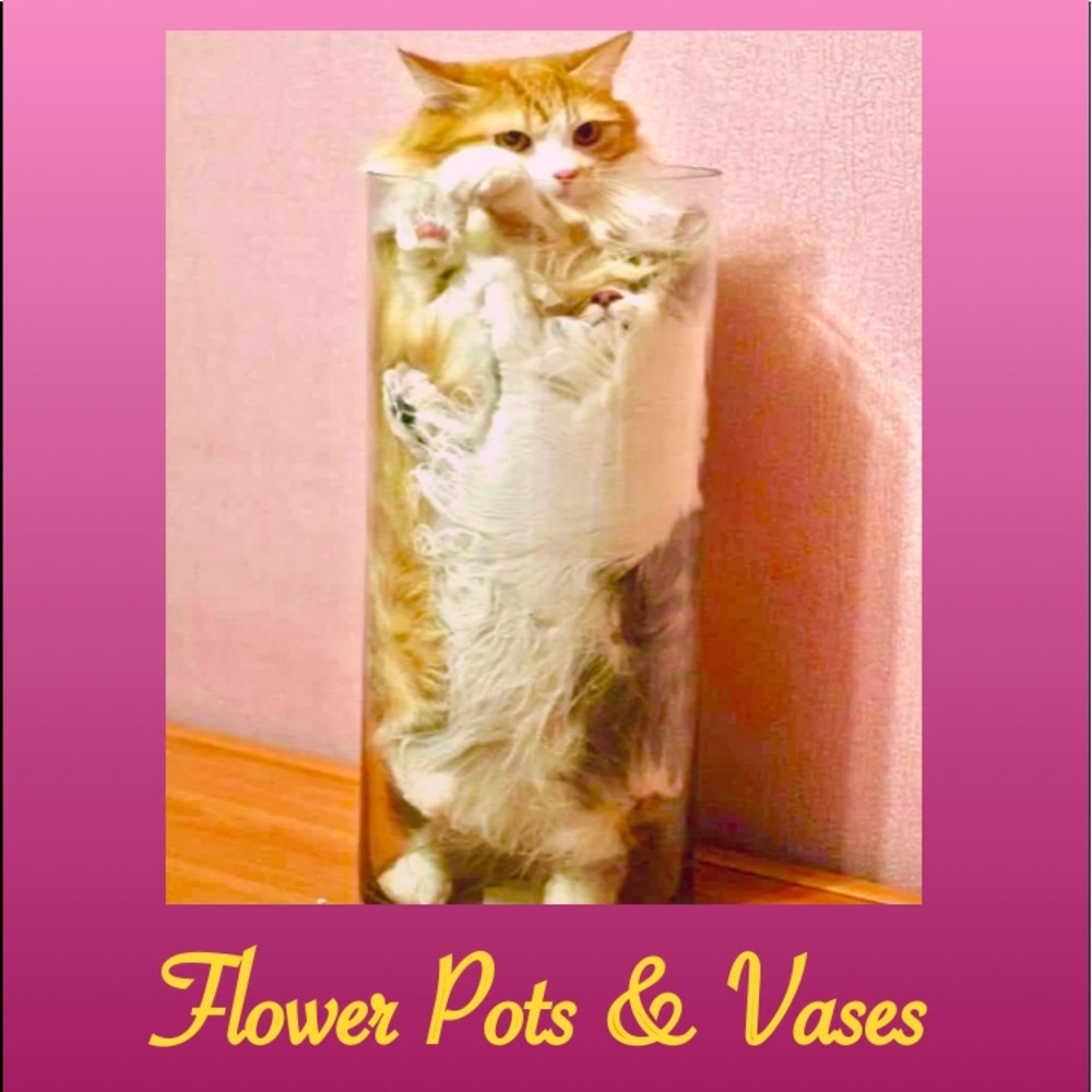 🌹🌸💐🌺🌷🌻🥀🌼🌱🪴